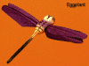 vdc eggplant dragonfly