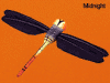 vdc midnight dragonfly