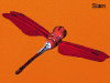 vdc siam dragonfly