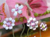 mixed vdc crystal flower cake jewels with clear crystal petals and rose centers