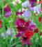 april birth month flower - sweet pea